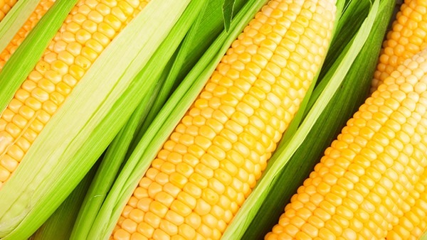 水果玉米煮多久就熟了？怎么判断