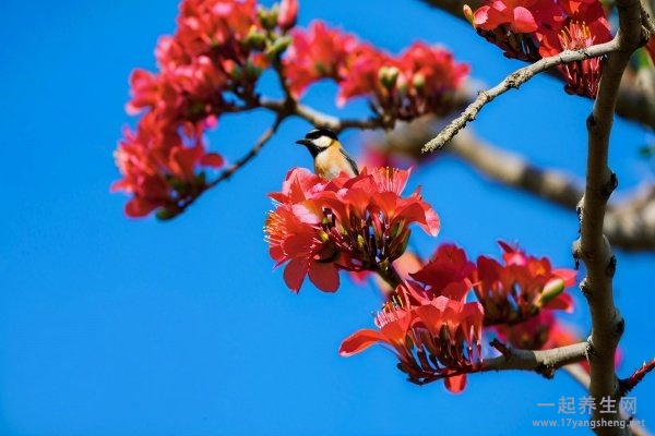 泡木棉花的功效与作用 泡木棉花