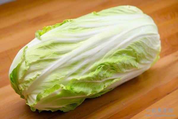 单一减肥食谱 减肥食物单