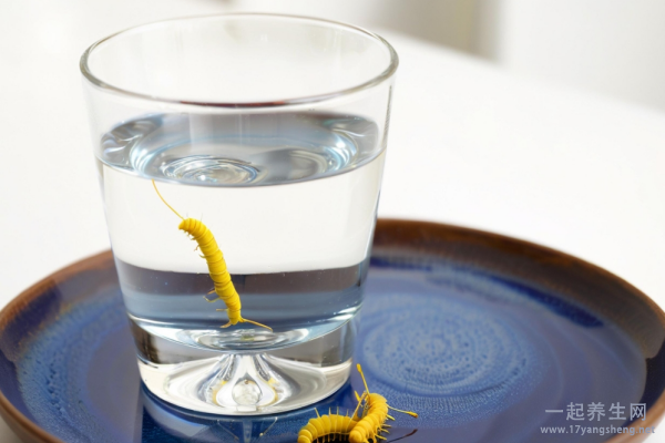 虫草泡水喝有什么功效 虫草泡水