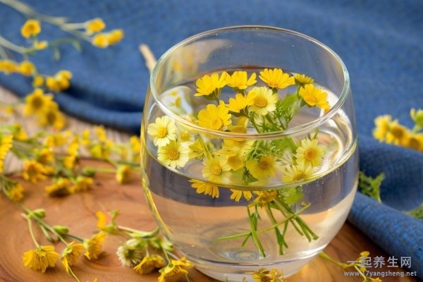 菊花泡水后为什么变绿 菊花泡水