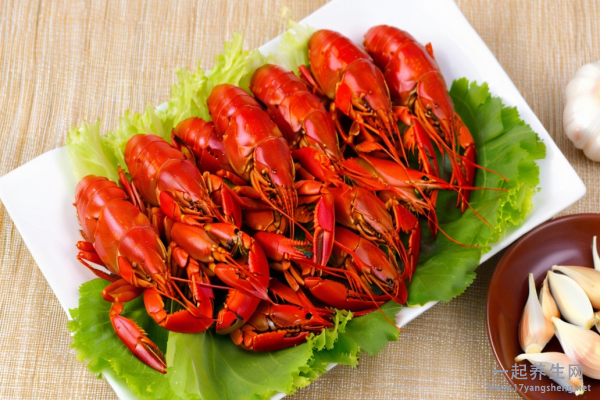 龙虾与什么不能一起吃 龙虾的食